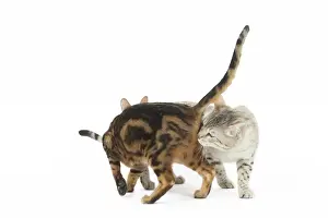 Greeting Prints: Picture No. 11981280