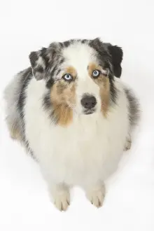 Australian Shepherd Dog Print February Art Prints