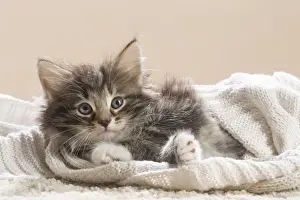 Snuggling Prints: Picture No. 11981297