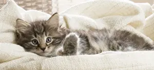 Snuggling Prints: Picture No. 11981299