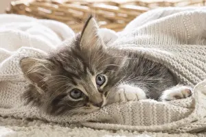 Snuggling Prints: Picture No. 11981301