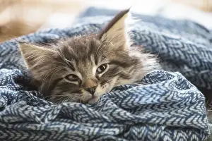 Snuggling Prints: Picture No. 11981312