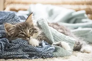 Snuggling Prints: Picture No. 11981313