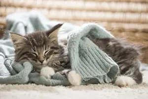 Snuggling Prints: Picture No. 11981314