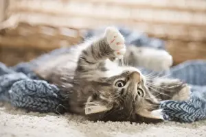 Snuggling Prints: Picture No. 11981316