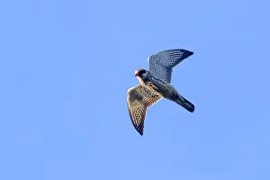 New Images February Prints: Picture No. 11981325