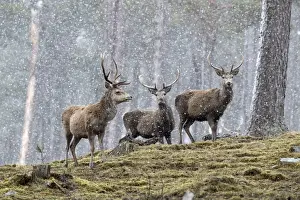 Elaphus Prints: Picture No. 11981450