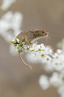 Blossom Prints: Picture No. 11981477