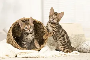 Picture No. 11981561