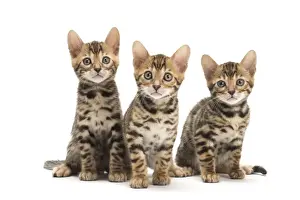 Bengals Prints: Picture No. 11981587