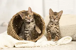 Bengals Prints: Picture No. 11981588