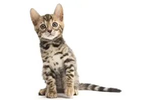 Bengals Prints: Picture No. 11981592