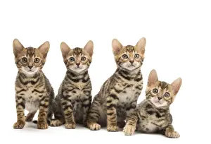 Bengals Prints: Picture No. 11981594