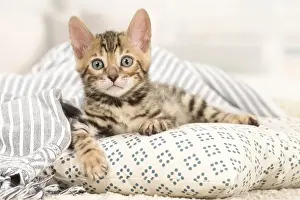 Bengals Prints: Picture No. 11981596