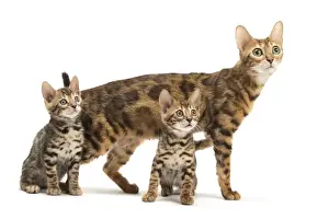 Bengals Prints: Picture No. 11981598