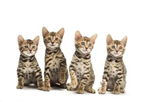 Bengals Prints: Picture No. 11981604
