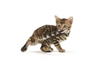 Bengals Prints: Picture No. 11981606