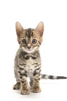 Bengals Prints: Picture No. 11981607