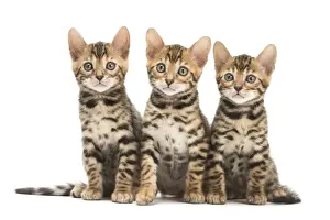 Bengals Prints: Picture No. 11981610