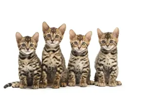 Bengals Prints: Picture No. 11981614