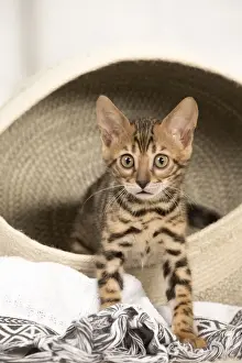 Bengals Prints: Picture No. 11981624