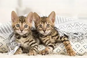 Bengals Prints: Picture No. 11981634