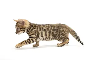 Bengals Prints: Picture No. 11981636