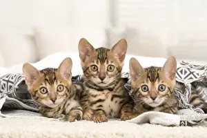 Bengals Prints: Picture No. 11981640