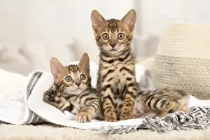 Bengals Prints: Picture No. 11981643