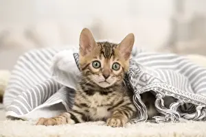 Bengals Prints: Picture No. 11981644