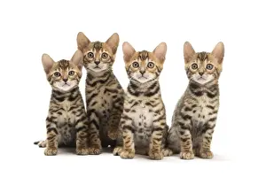 Bengals Prints: Picture No. 11981646