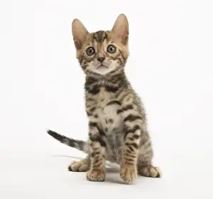 Bengals Prints: Picture No. 11981647