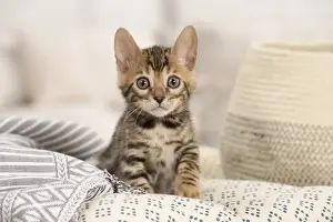Bengals Prints: Picture No. 11981648