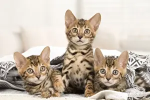 Bengals Prints: Picture No. 11981654
