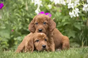 Hugging Prints: Picture No. 11981656