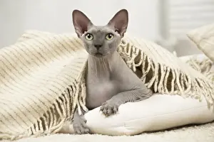 Sphynx Prints: Picture No. 11981660