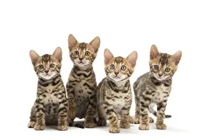 Bengals Prints: Picture No. 11981666