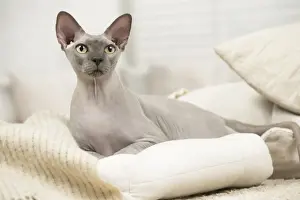 Sphynx Prints: Picture No. 11981671