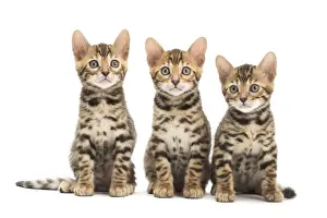 Bengals Prints: Picture No. 11981676