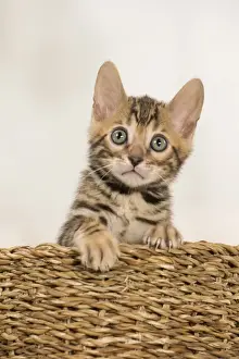 Bengals Prints: Picture No. 11981678