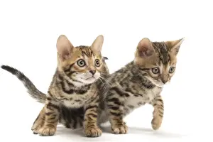 Bengals Prints: Picture No. 11981680