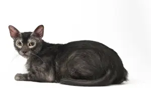 Lykoi Prints: Picture No. 11981685