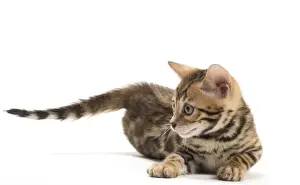 Bengals Prints: Picture No. 11981686