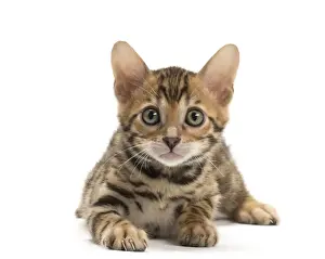 Bengals Prints: Picture No. 11981689