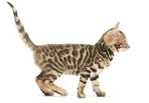Bengals Prints: Picture No. 11981699