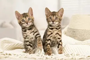 Bengals Prints: Picture No. 11981703