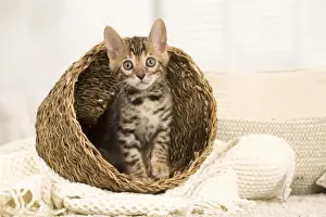 Bengals Prints: Picture No. 11981704