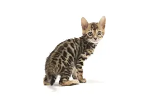 Bengals Prints: Picture No. 11981706