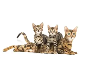 Bengals Prints: Picture No. 11981709