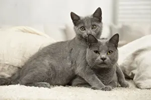 Hugging Prints: Picture No. 11981712